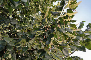 linden inflorescences