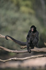 Obraz premium Black-faced spider monkey, Ateles chamek