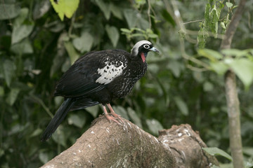 Black-fronted piping-guan, Penelope jacutinga