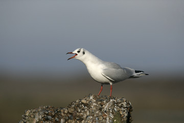Black-headed gull, Larus ridibundus