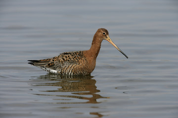 Black-tailed godwit, Limosa limosa