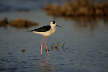 Black-winged stilt, Himantopus himantopus