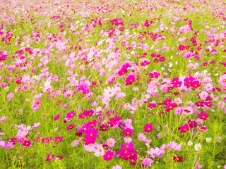 cosmos flowers