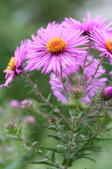 fiori rosa_ Aster Frikartii