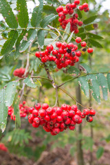 Obraz premium Transitory beauty of rowan berries in autumn