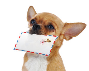 Red chihuahua dog with post envelope isolated on white backgroun