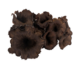 Black chanterelle mushroom, isolated - aka Horn of plenty, trump