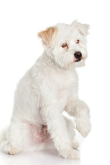 White dog on white background