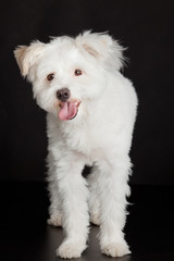 Young white dog on black background