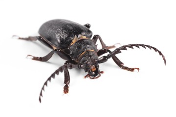 Longhorn beetle, Tanner, Sawyer (Prionus coriarius)
