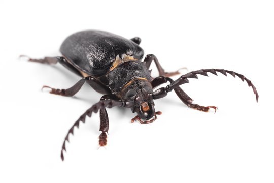 Longhorn beetle, Tanner, Sawyer (Prionus coriarius)