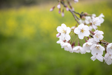 緑をバックにソメイヨシノの花