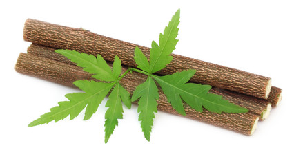 Medicinal neem leaves with twigs