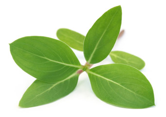 Catharanthus roseus or medicinal Nayantara leaves
