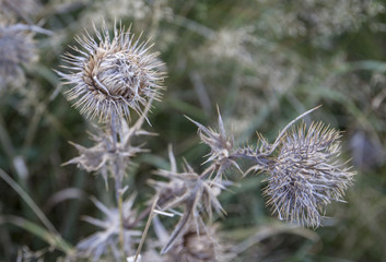 cardo scozzese - fiore nazionale