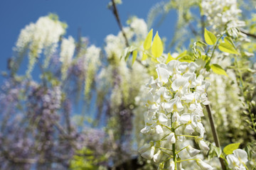 白い藤の花