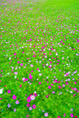 秋のコスモス畑