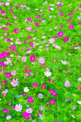 秋のコスモス畑