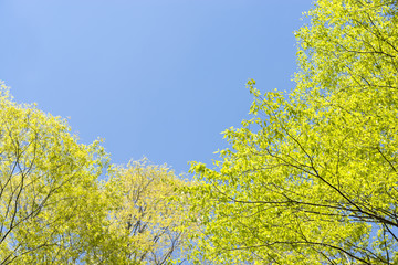 ケヤキの新緑と青空