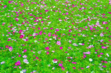 秋のコスモス畑