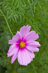 Fototapeta premium Cosmos flower. 