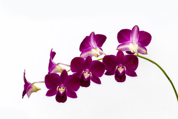 phalaenopsis orchid