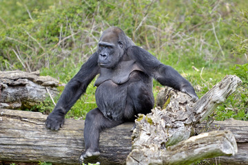 Gorille 