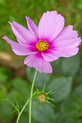 Obraz premium Cosmos flower. 