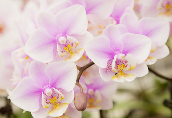 Fototapeta na wymiar The violet Phalaenopsis