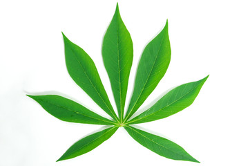 Cassava leaf