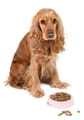 Nice dog with pink bowl