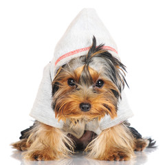yorkshire terrier puppy in a hoodie