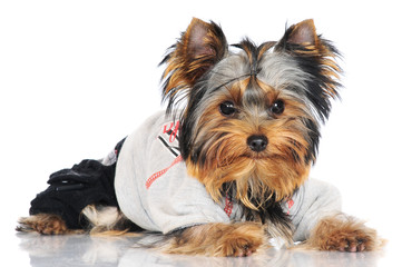 yorkshire terrier puppy in a costume