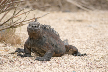 Marine iguana, Galapagos Islands, Ecuador