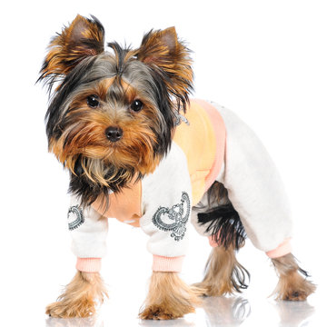 yorkshire terrier puppy in a costume