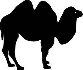 Silhouette of Bactrian camel