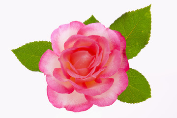 Pink rose isolated on white background.  
