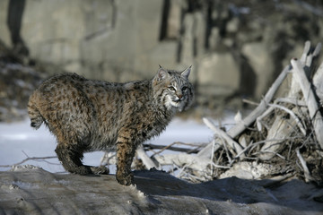 Bobcat (blue)