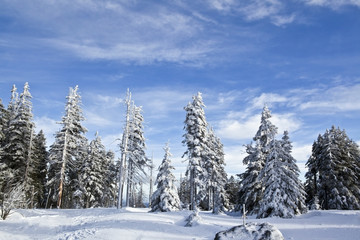 Trees covered in snow in sunny weather and blue sky