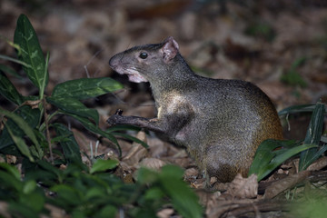 Brazilian agouti, Dasyprocta leporina