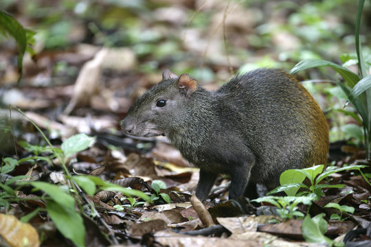 Brazilian Agouti Brazilian Agouti
