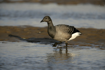 Brent goose, dark-bellied, Branta bernicla