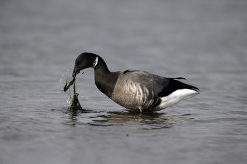 Fototapeta premium Brent goose, dark-bellied, Branta bernicla