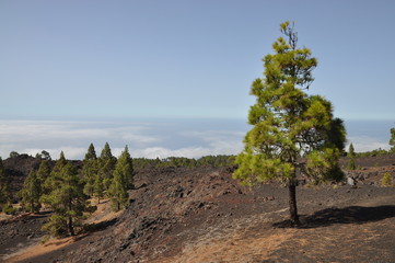 Kanarische Kiefern auf Teneriffa