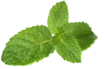 Mint isolated on white