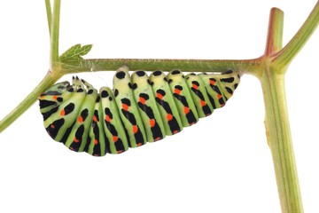 Obraz premium Old World Swallowtail (Papilio machaon) butterfly, caterpillar