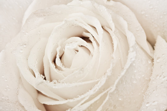 Macro shot of white rose