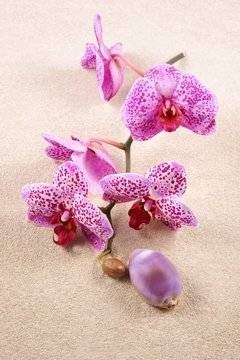Shell and flowers Orchids (Phalaenopsis) on the sand