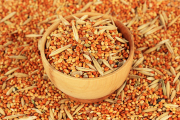 Food for parrots close-up
