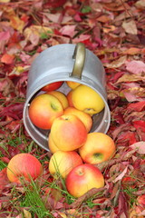 Apfelzauber im Herbst